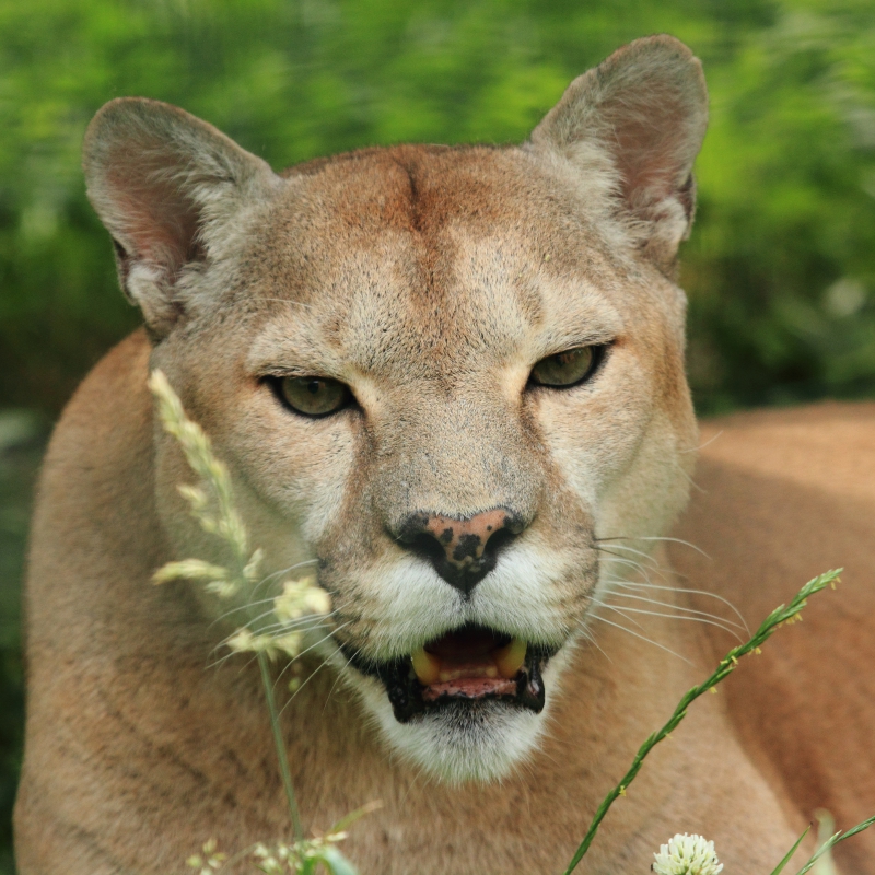 Adopt an animal - De Zonnegloed - Animal park - Animal refuge centre 