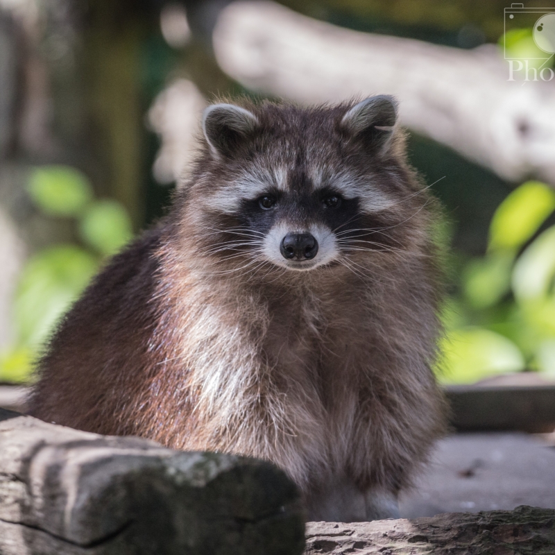 Ch&egrave;que-cadeau - De Zonnegloed - Refuge pour animaux