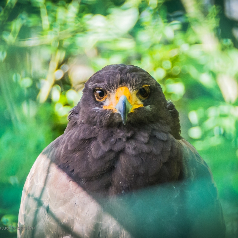 FAQ - De Zonnegloed - Animal park - Animal refuge centre 