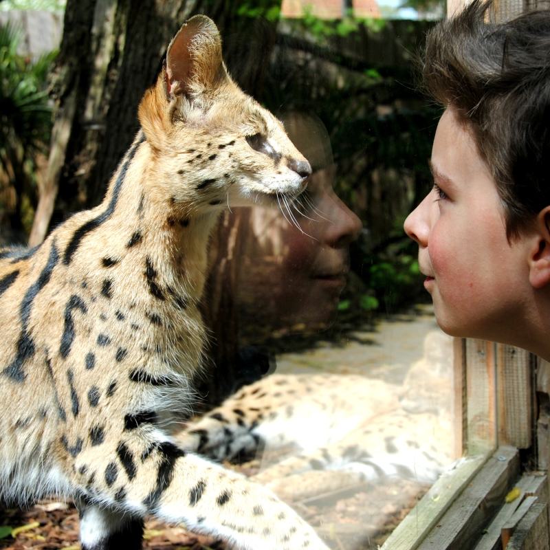 Ticket Prices & Opening Hours - De Zonnegloed - Animal park - Animal refuge centre 
