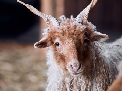 Racka schaap - De Zonnegloed - Dierenpark - Dieren opvangcentrum - Sanctuary
