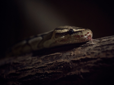 Dumerils Madagaskar-boa - De Zonnegloed - Dierenpark - Dieren opvangcentrum - Sanctuary