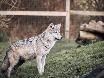 Wolf - De Zonnegloed - Dierenpark - Dieren opvangcentrum - Sanctuary
