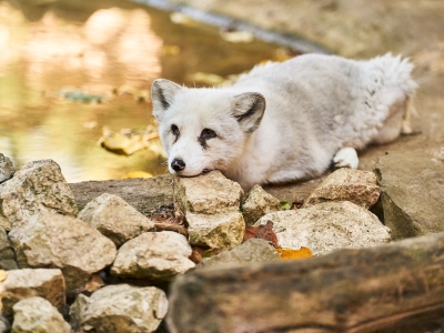 Poolvos - De Zonnegloed - Dierenpark - Dieren opvangcentrum - Sanctuary