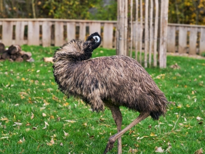Emoe - De Zonnegloed - Dierenpark - Dieren opvangcentrum - Sanctuary