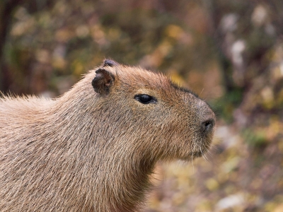 Capibara - De Zonnegloed - Dierenpark - Dieren opvangcentrum - Sanctuary