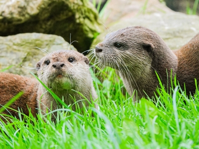 Aziatische kleinklauwotter - De Zonnegloed - Dierenpark - Dieren opvangcentrum - Sanctuary