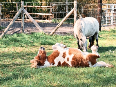 Pony - De Zonnegloed - Dierenpark - Dieren opvangcentrum - Sanctuary