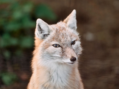Steppevos - De Zonnegloed - Dierenpark - Dieren opvangcentrum - Sanctuary