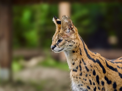 Serval - De Zonnegloed - Dierenpark - Dieren opvangcentrum - Sanctuary