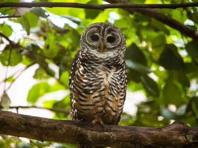Roodpootbosuil - De Zonnegloed - Dierenpark - Dieren opvangcentrum - Sanctuary