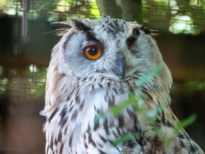 Amerikaanse oehoe - De Zonnegloed - Dierenpark - Dieren opvangcentrum - Sanctuary