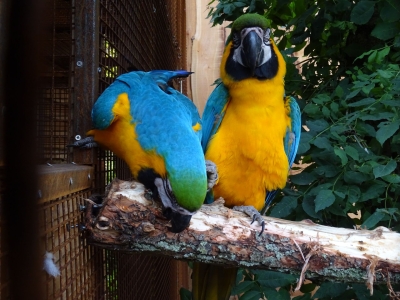 Blauwgele ara - De Zonnegloed - Dierenpark - Dieren opvangcentrum - Sanctuary