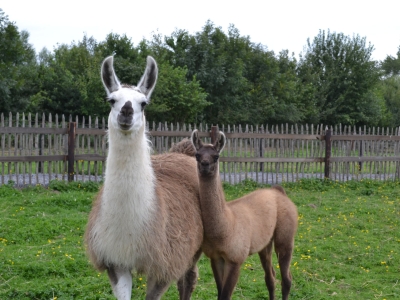 Lama - De Zonnegloed - Dierenpark - Dieren opvangcentrum - Sanctuary