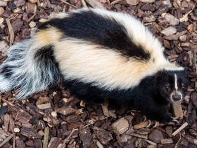 Gestreept stinkdier - De Zonnegloed - Dierenpark - Dieren opvangcentrum - Sanctuary