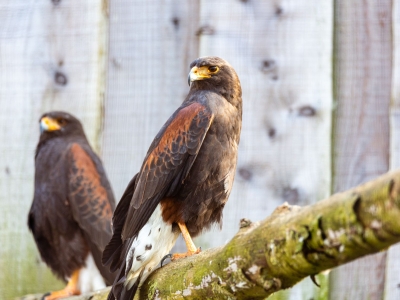 Amerikaanse woestijnbuizerd - De Zonnegloed - Dierenpark - Dieren opvangcentrum - Sanctuary