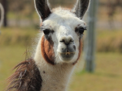 Lama - De Zonnegloed - Dierenpark - Dieren opvangcentrum - Sanctuary
