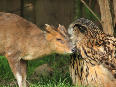 Chinese muntjak - De Zonnegloed - Dierenpark - Dieren opvangcentrum - Sanctuary