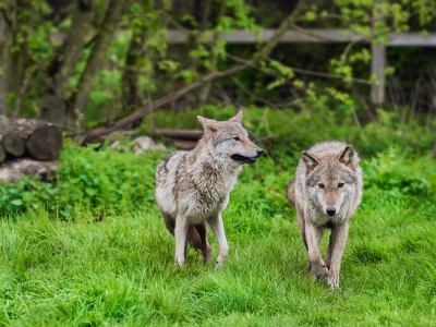 Wolf - De Zonnegloed - Dierenpark - Dieren opvangcentrum - Sanctuary