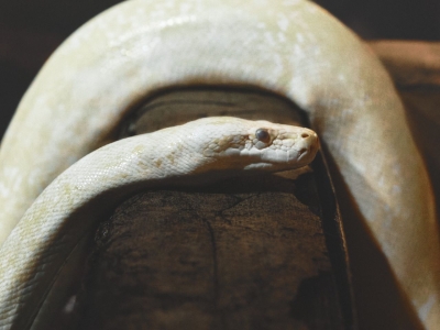Tijgerpython - De Zonnegloed - Dierenpark - Dieren opvangcentrum - Sanctuary