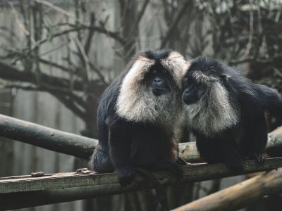 Baardaap - De Zonnegloed - Dierenpark - Dieren opvangcentrum - Sanctuary