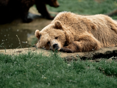 Bruine beer - De Zonnegloed - Dierenpark - Dieren opvangcentrum - Sanctuary