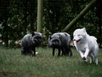 Poolvos - De Zonnegloed - Dierenpark - Dieren opvangcentrum - Sanctuary