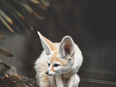 Woestijnvos - De Zonnegloed - Dierenpark - Dieren opvangcentrum - Sanctuary