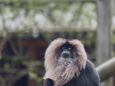 Baardaap - De Zonnegloed - Dierenpark - Dieren opvangcentrum - Sanctuary