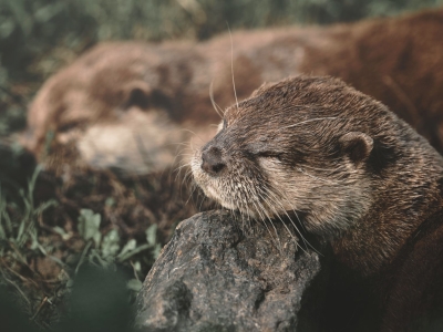 Aziatische kleinklauwotter - De Zonnegloed - Dierenpark - Dieren opvangcentrum - Sanctuary