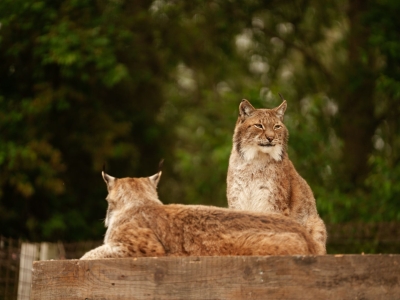 Euraziatische lynx - De Zonnegloed - Dierenpark - Dieren opvangcentrum - Sanctuary
