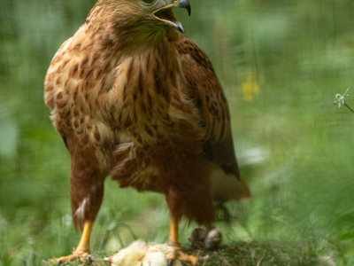 Arendbuizerd - De Zonnegloed - Dierenpark - Dieren opvangcentrum - Sanctuary