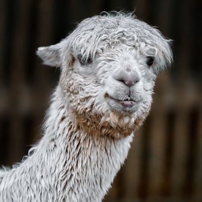 Alpaca (Suri) - De Zonnegloed - Dierenpark - Dieren opvangcentrum - Sanctuary