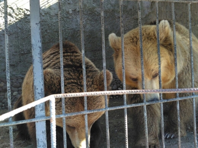 6/05/2017 - nieuwe rescue, twee beren uit Albani&euml;