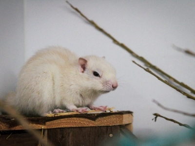 Boeroendoek opgevangen