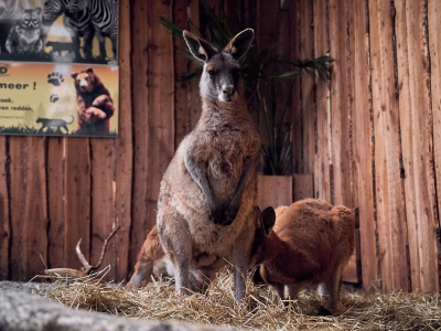 Du traumatisme &agrave; la confiance : comment De Zonnegloed aide les animaux sauvages &agrave; se r&eacute;tablir