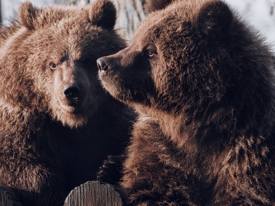 Een nieuwe start voor berenwelpen Nanuq en Malenky