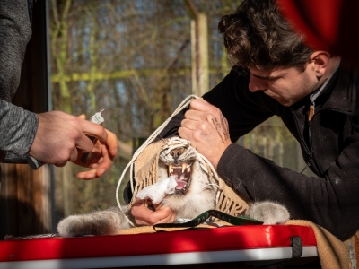 Medische screening van de Euraziatische lynx voor natuurbehoud