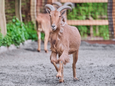 Nieuw verblijf voor de manenschapen