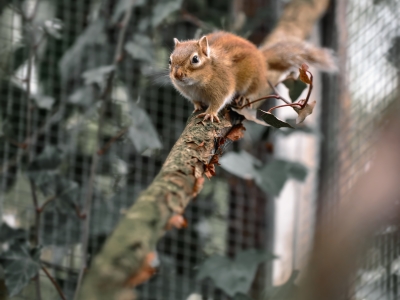 Preventie, educatie en sensibilisatie: de sleutel tot dierenwelzijn en natuurbehoud