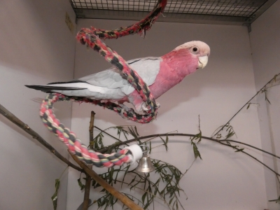 Roze kaketoe opgevangen