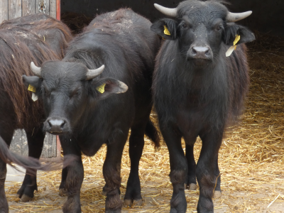 Waterbuffels opgevangen