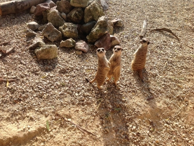 Wild animal sanctuaries: De laatste toevlucht voor wilde dieren